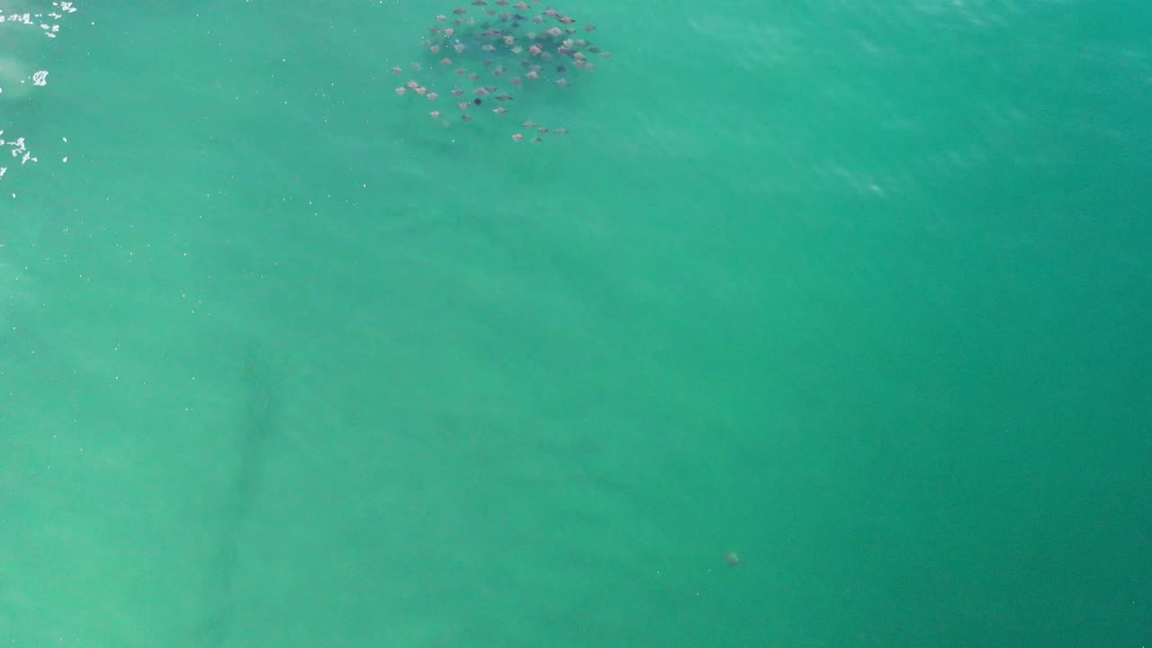 Overhead Los Cabos water frame with the small floating cluster near the upper center, faint wave bands across the green surface, and no visible people.