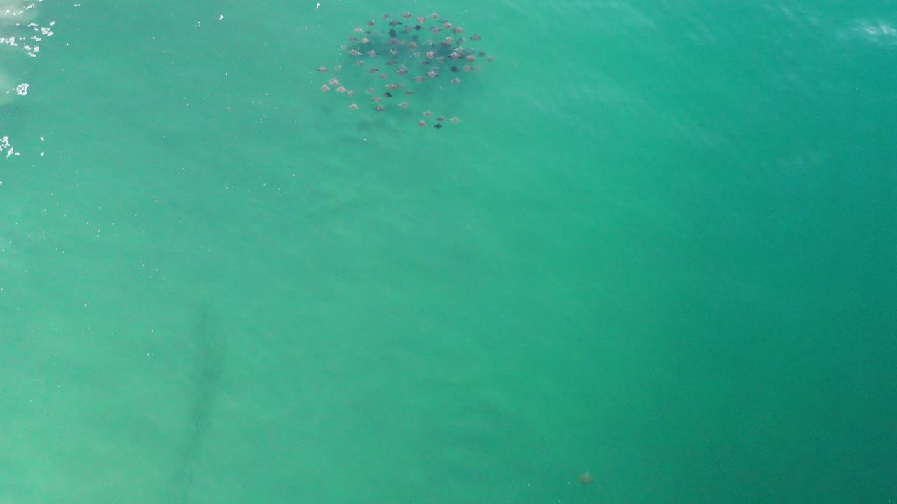 Open green water with clustered dark objects near the top.
