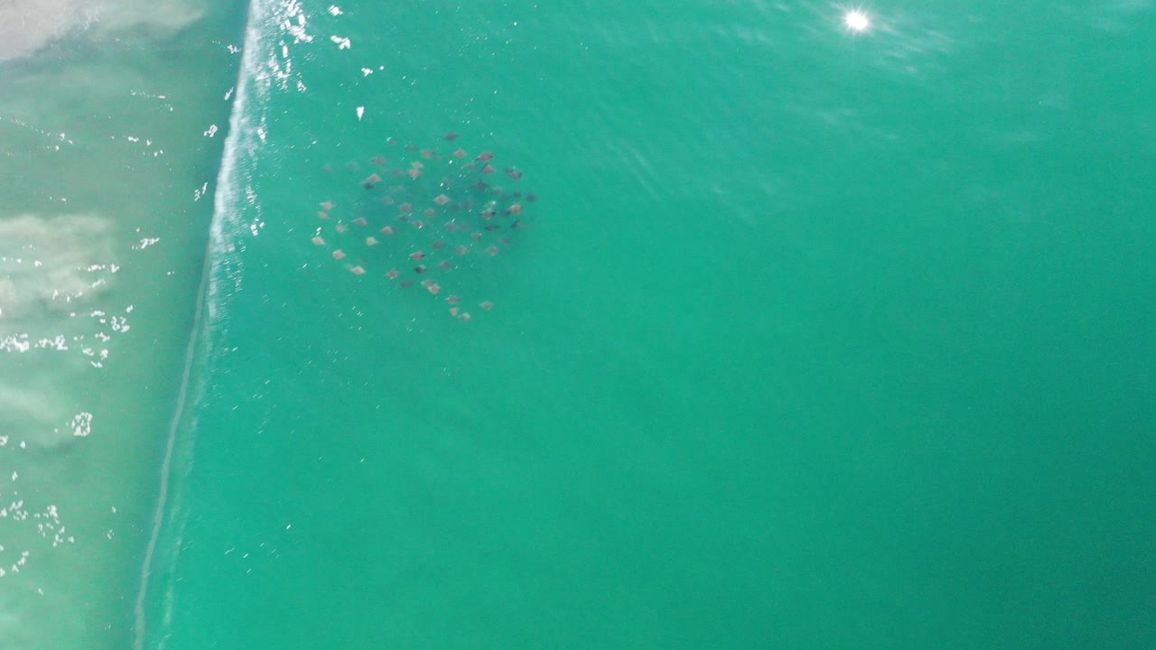 Overhead view in Los Cabos, Mexico, showing a compact school of sea life in clear turquoise water beside a pale line of surf foam, with no visible people.