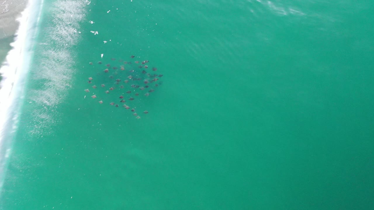 School of sea life in open green water near a bright white wave streak.