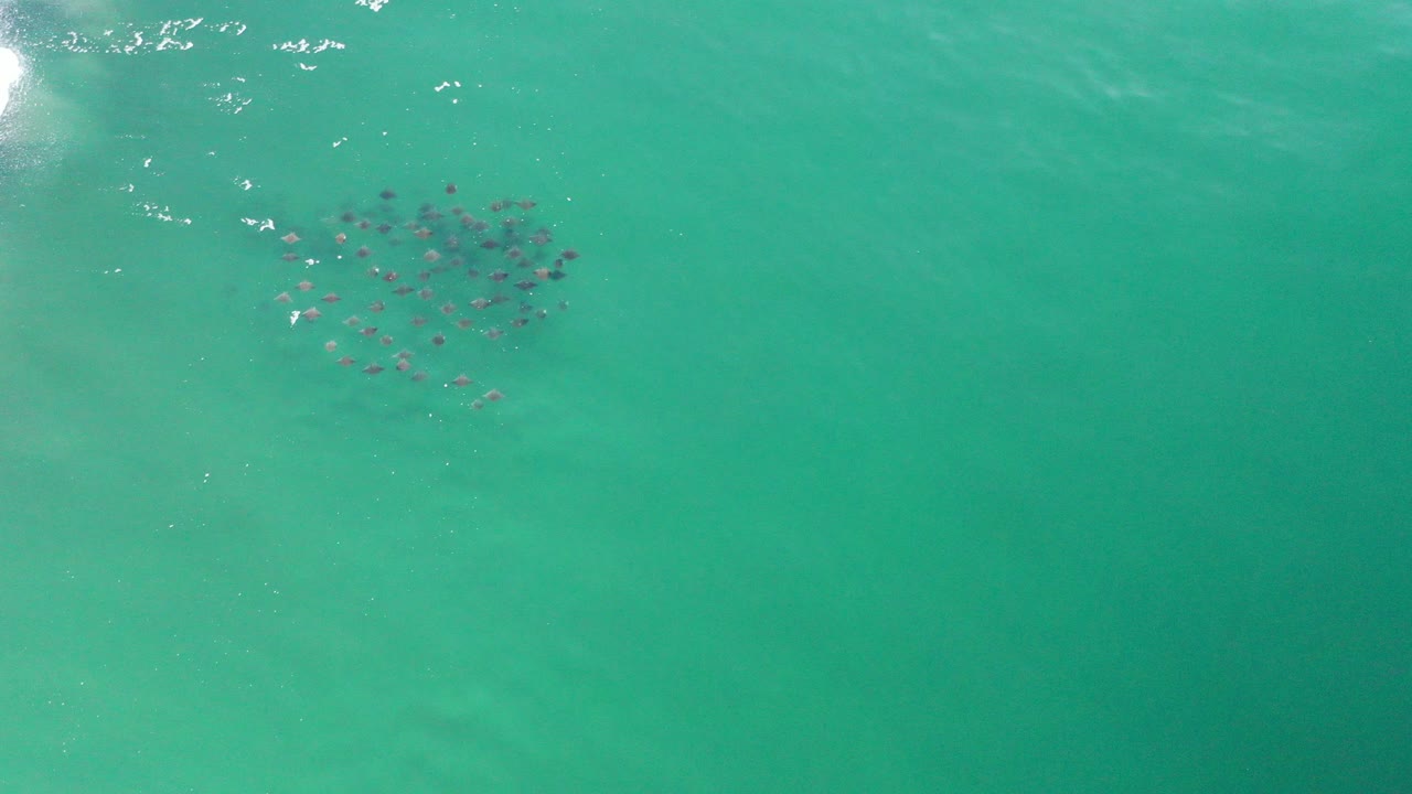 Top-down view in Los Cabos, Mexico of a tight school of small dark fish beneath green water, with bright surface glare near the upper left and no visible people.