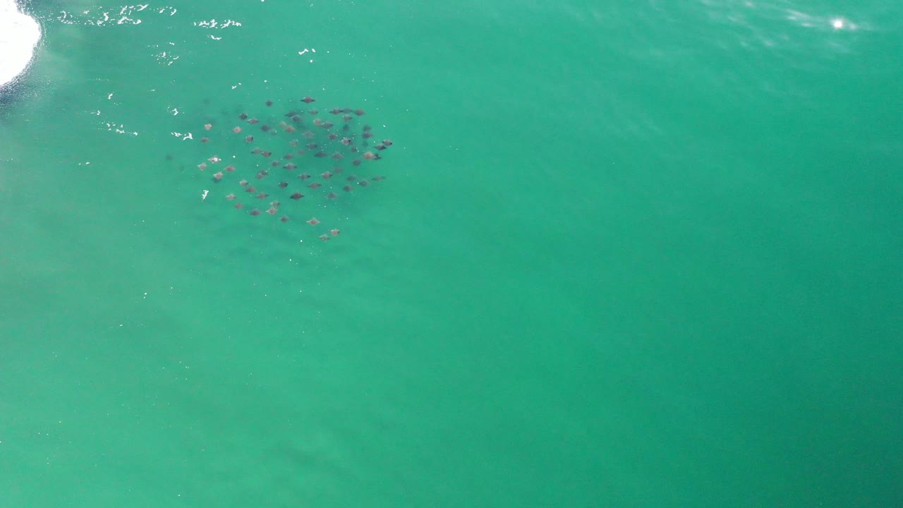 Compact fish group beneath clear green sea surface