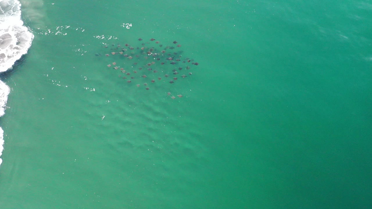Overhead view in Los Cabos, Mexico of a school of small dark fish beneath green water, with white surf touching the far left edge and no visible people.