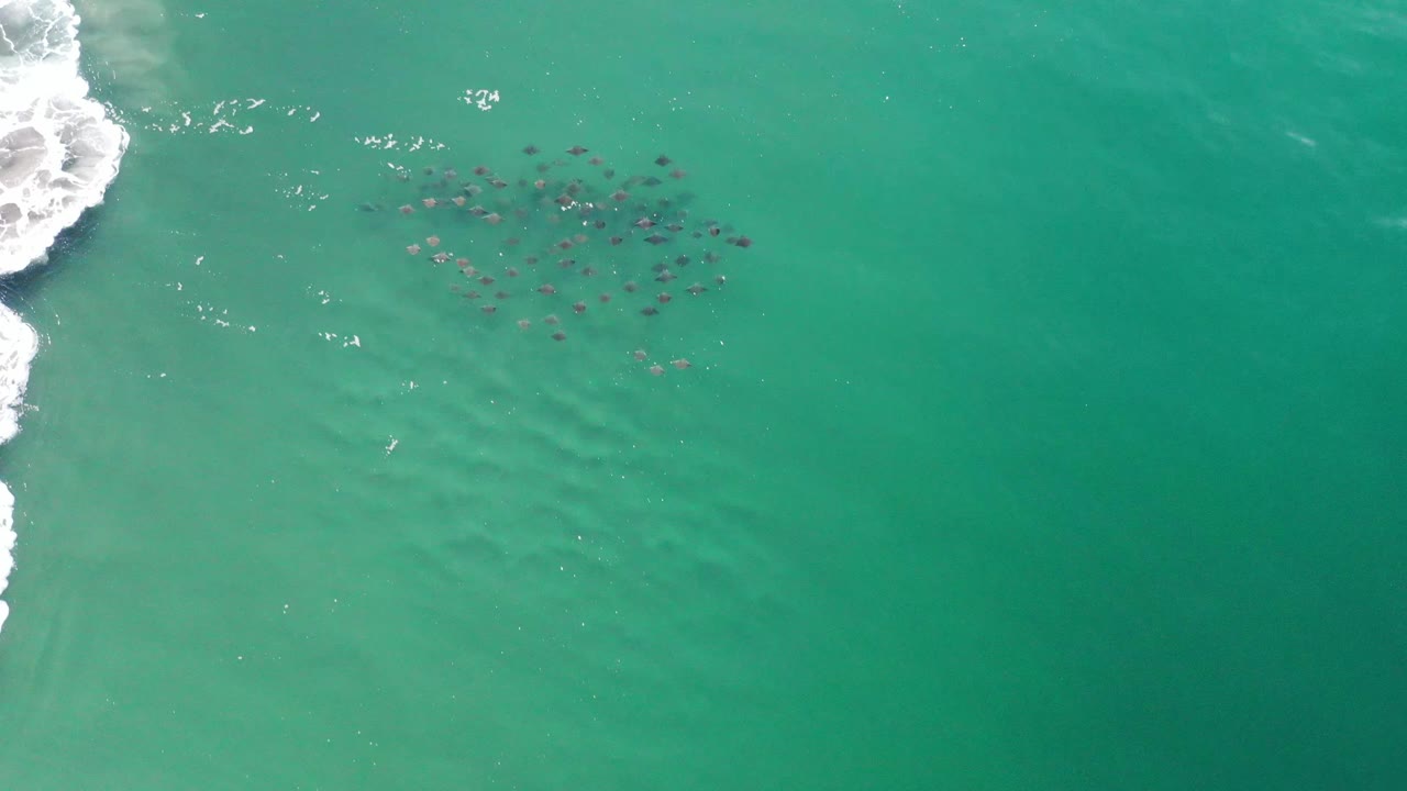 A compact school of fish remains visible below the green surface in Los Cabos, Mexico, with a wider band of white surf along the left border and no visible people.