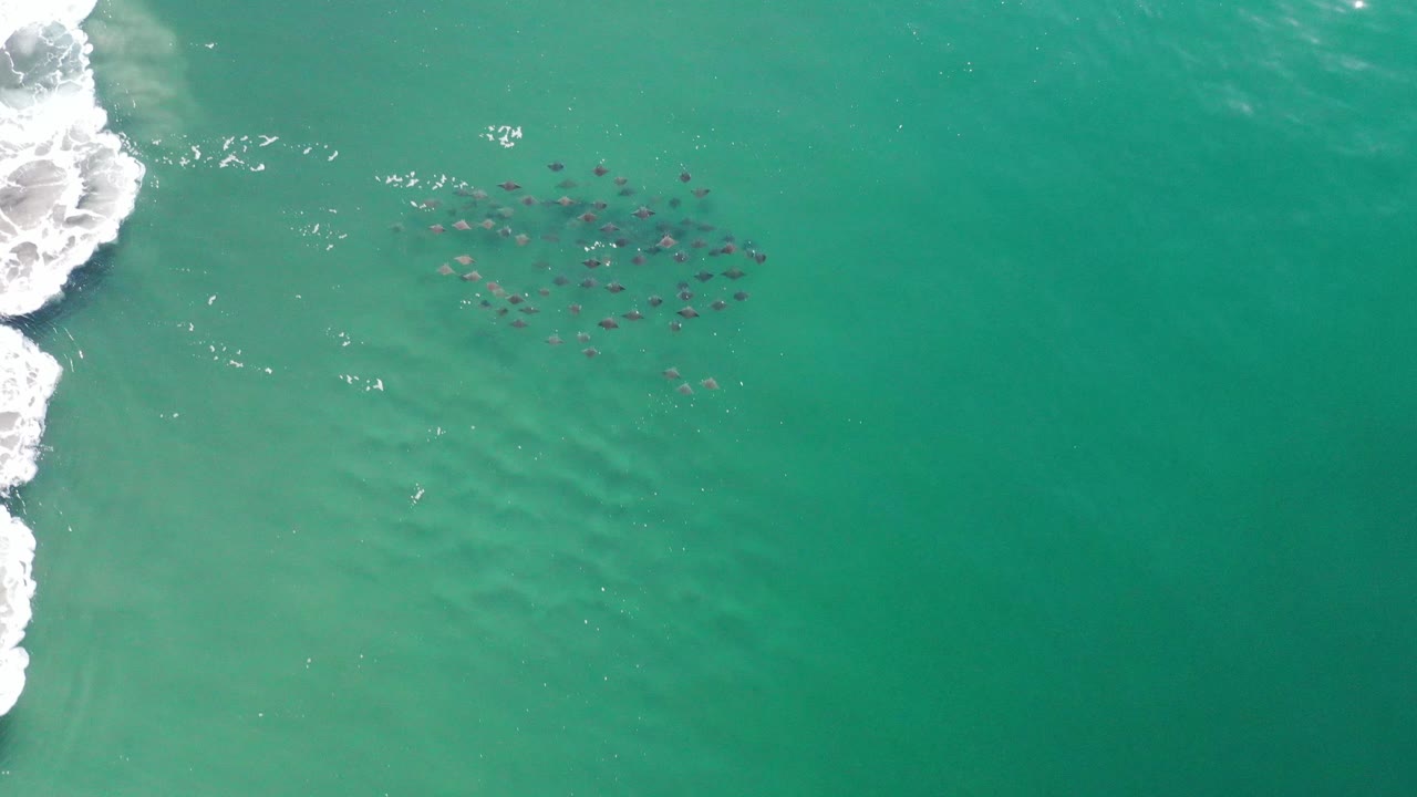 Fish school in turquoise-green water near breaking waves.