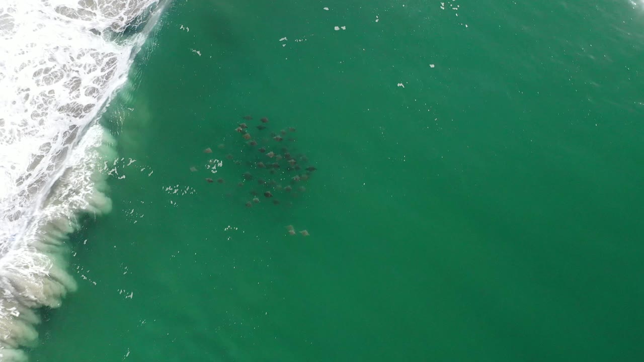 Aerial Los Cabos ocean frame with the whitewater line pressed along the left side and the fish shoal gathered slightly right of center, with no visible people.