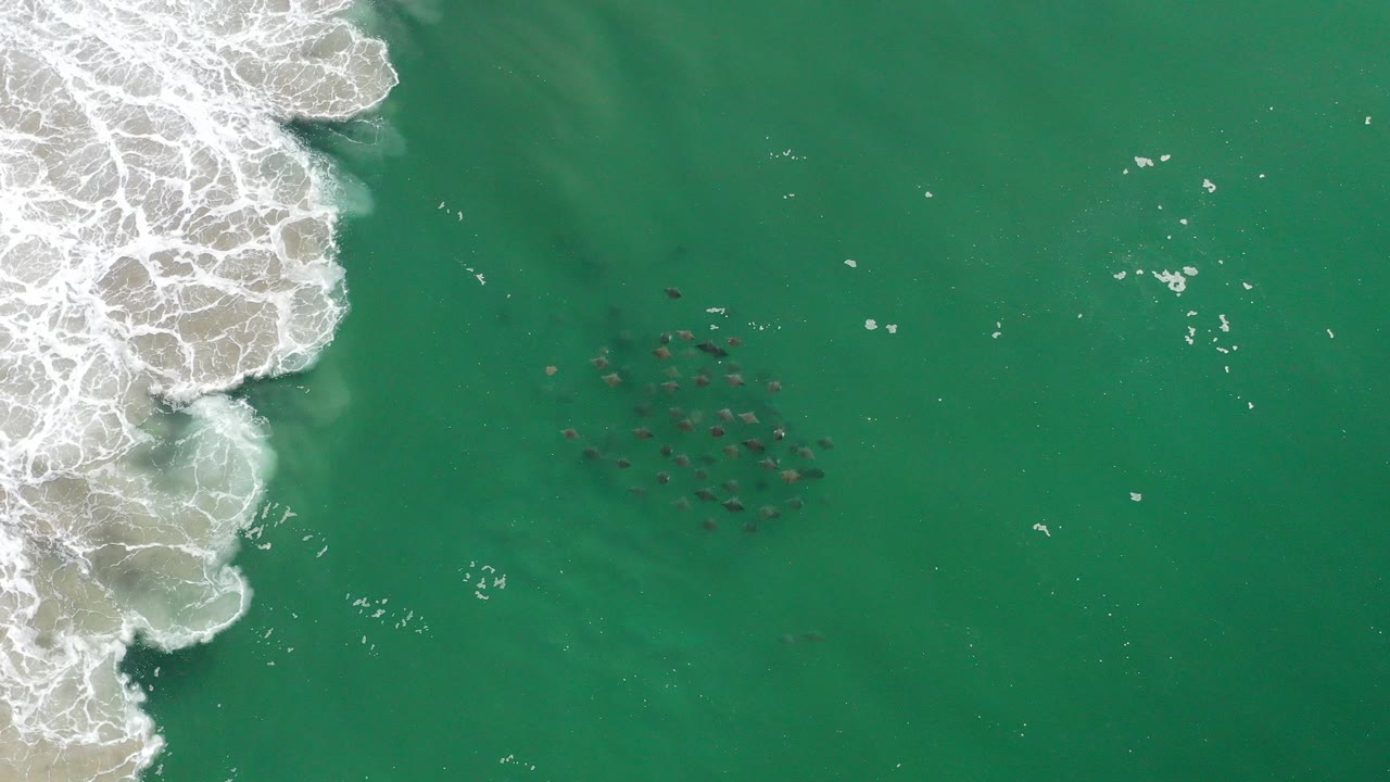 Overhead Los Cabos frame showing a compact school of dark fish in turquoise water beside foamy surf on the left, with no visible people.