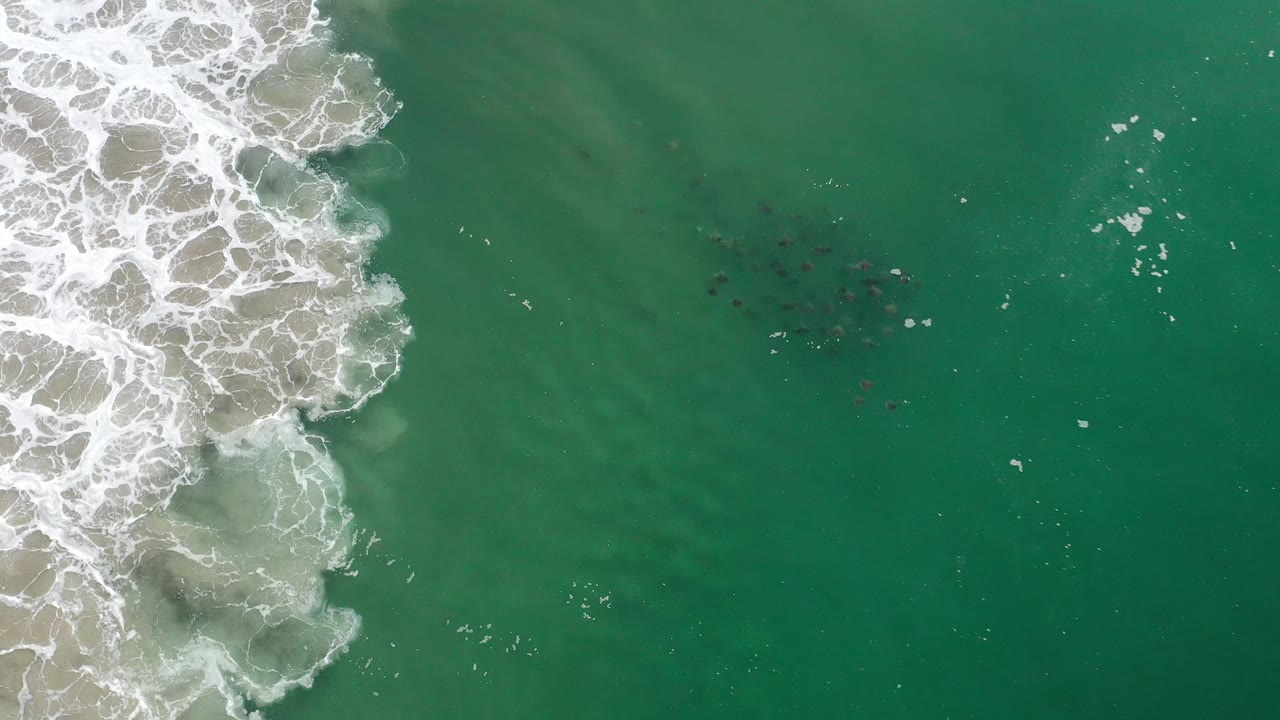 Aerial Los Cabos frame showing whitewater along the left side, open green sea to the right, and small dark wildlife shapes beneath or on the water, with no visible people.