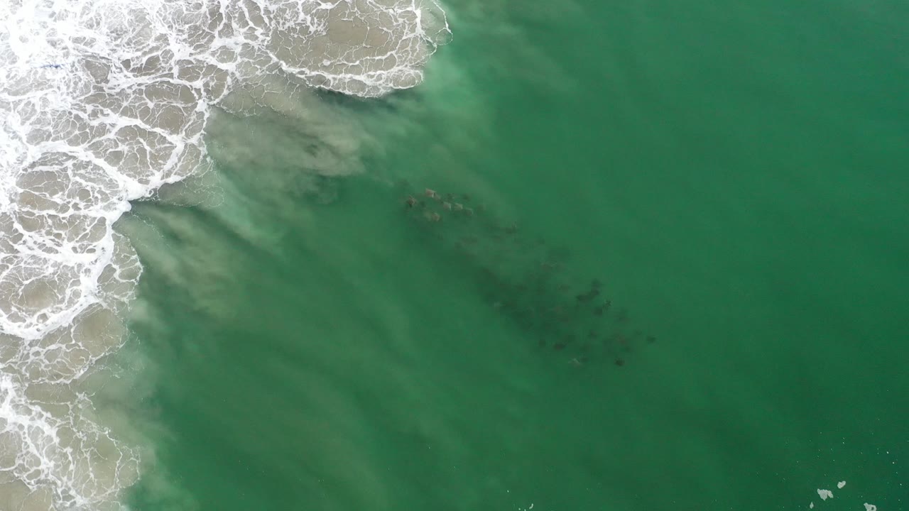 Foamy surf and green water with fish visible near the upper middle area.