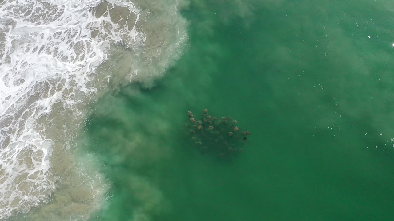 School of fish in green shallow water beside white surf