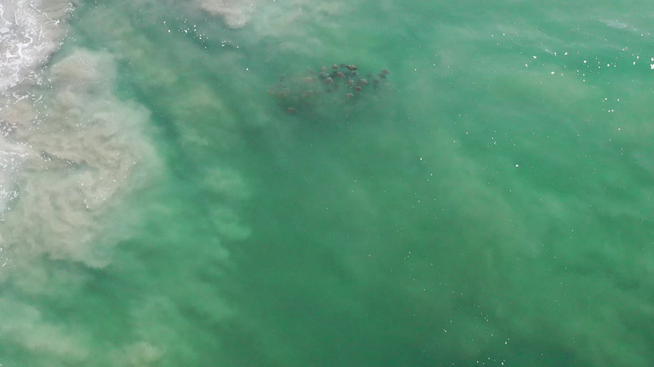 Overhead green ocean water with a dark fish cluster and white foam entering from the left.