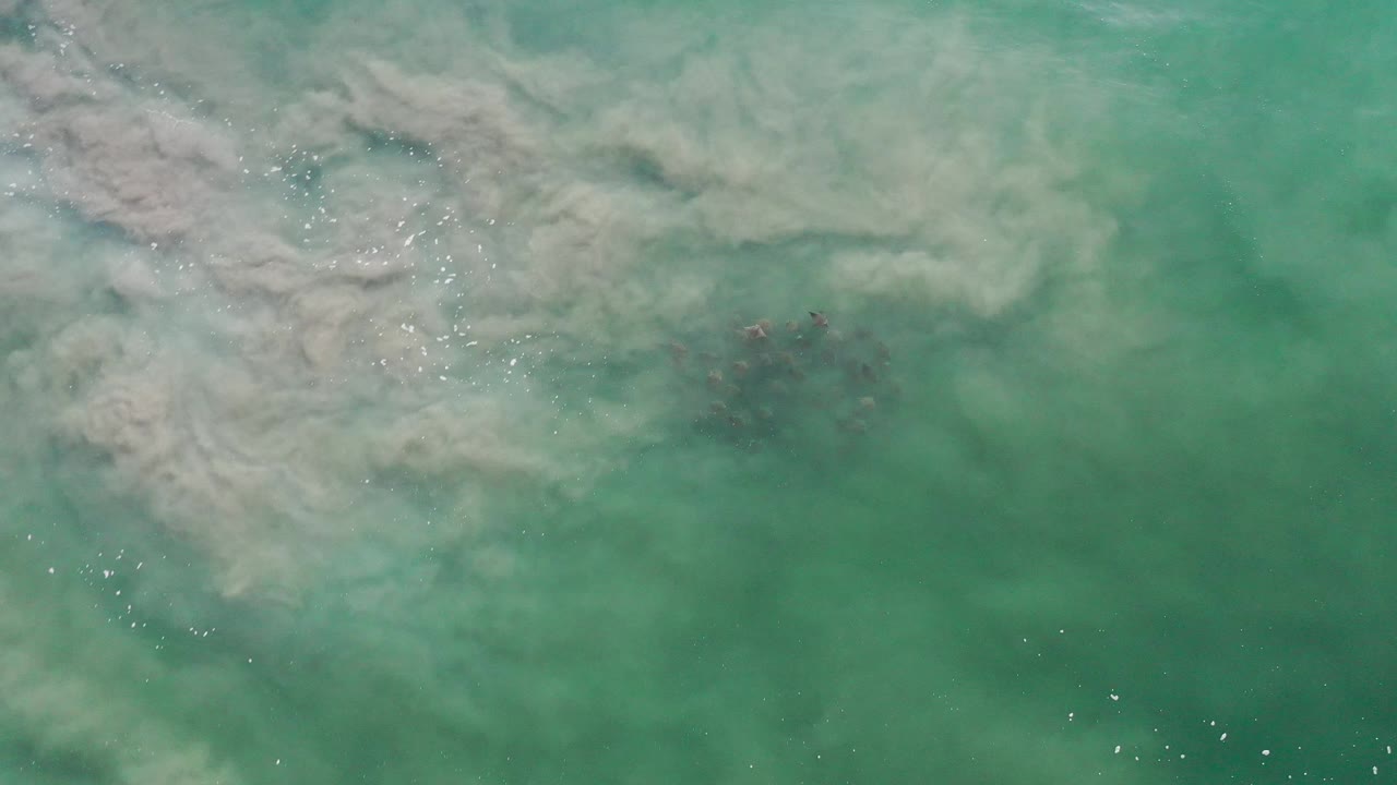 Green ocean seen from above with wave foam and a darker patch of fish below.