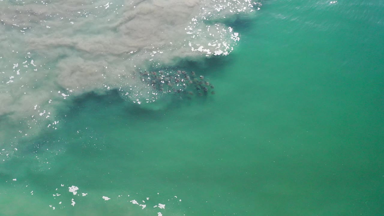 School of fish beside bright foam on clear ocean surface