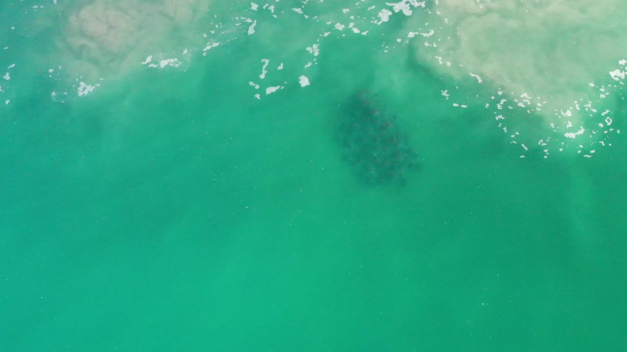 Fish school under clear green water with pale surf texture at the top.