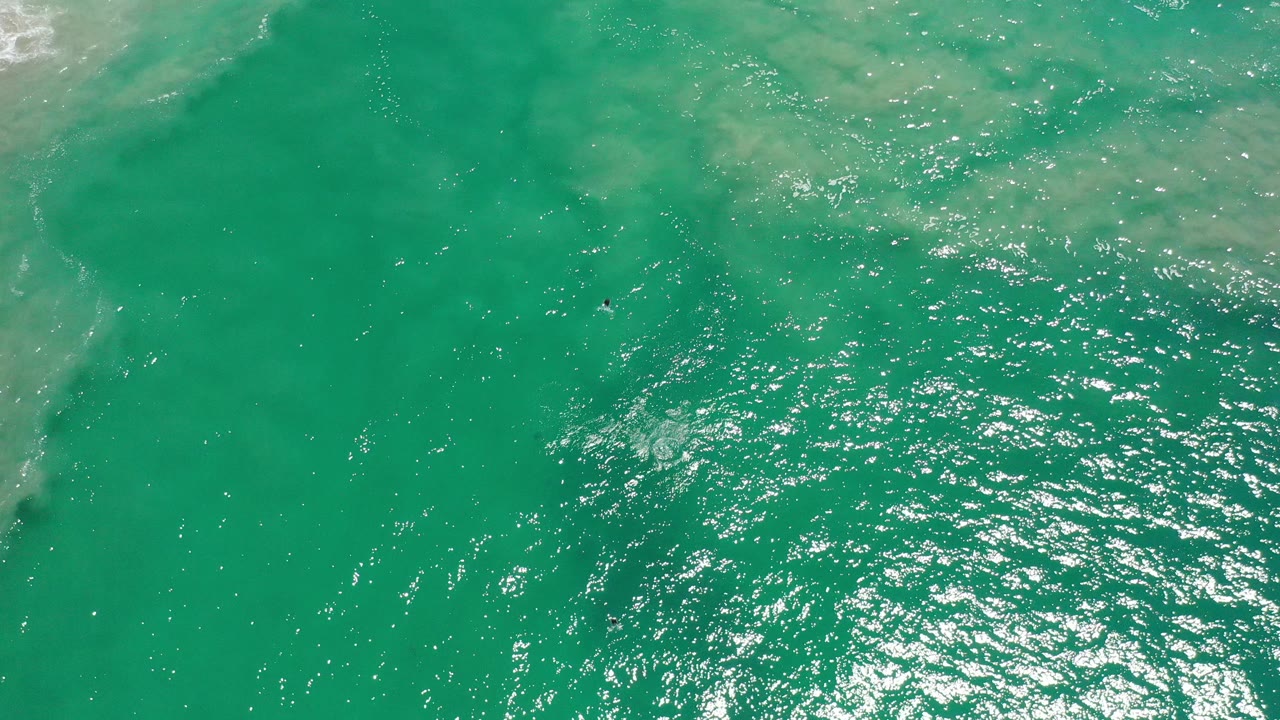 Overhead view of green water in Los Cabos, Mexico, with bright surface reflections, cloudy underwater streaks, a few tiny dark fish shapes, and no visible people.