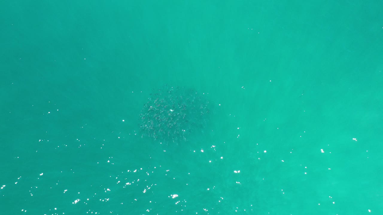 Small dark school of fish beneath turquoise water