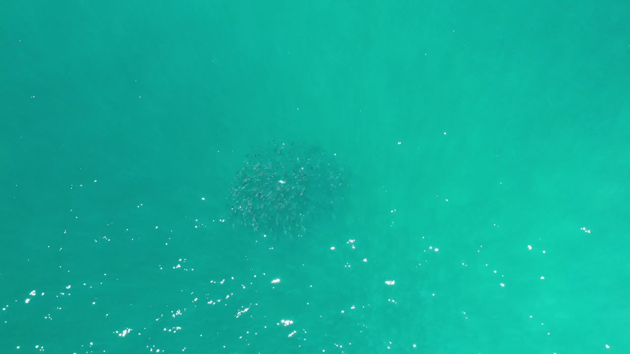 A small school of fish sits lower in the frame under clear blue-green water in Los Cabos, Mexico, with bright surface sparkles and no visible people.