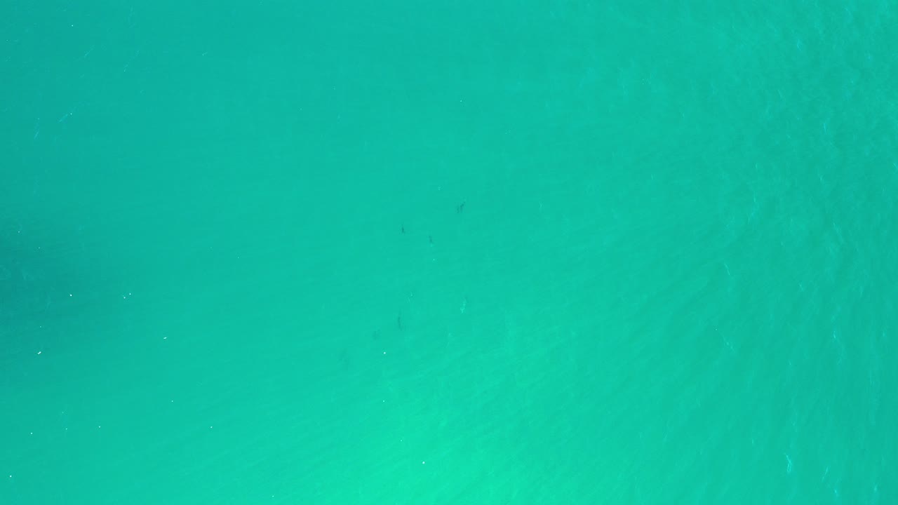 Top-down green sea water with a faint dark fish shape below the surface.