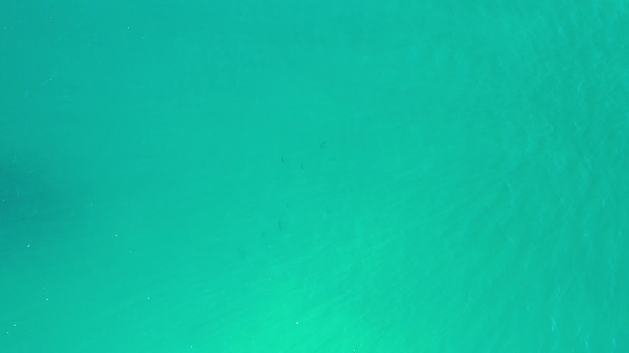 Overhead Los Cabos water frame with turquoise-green color, soft rippled texture, a small dark fish shape toward the lower left, and no visible people.