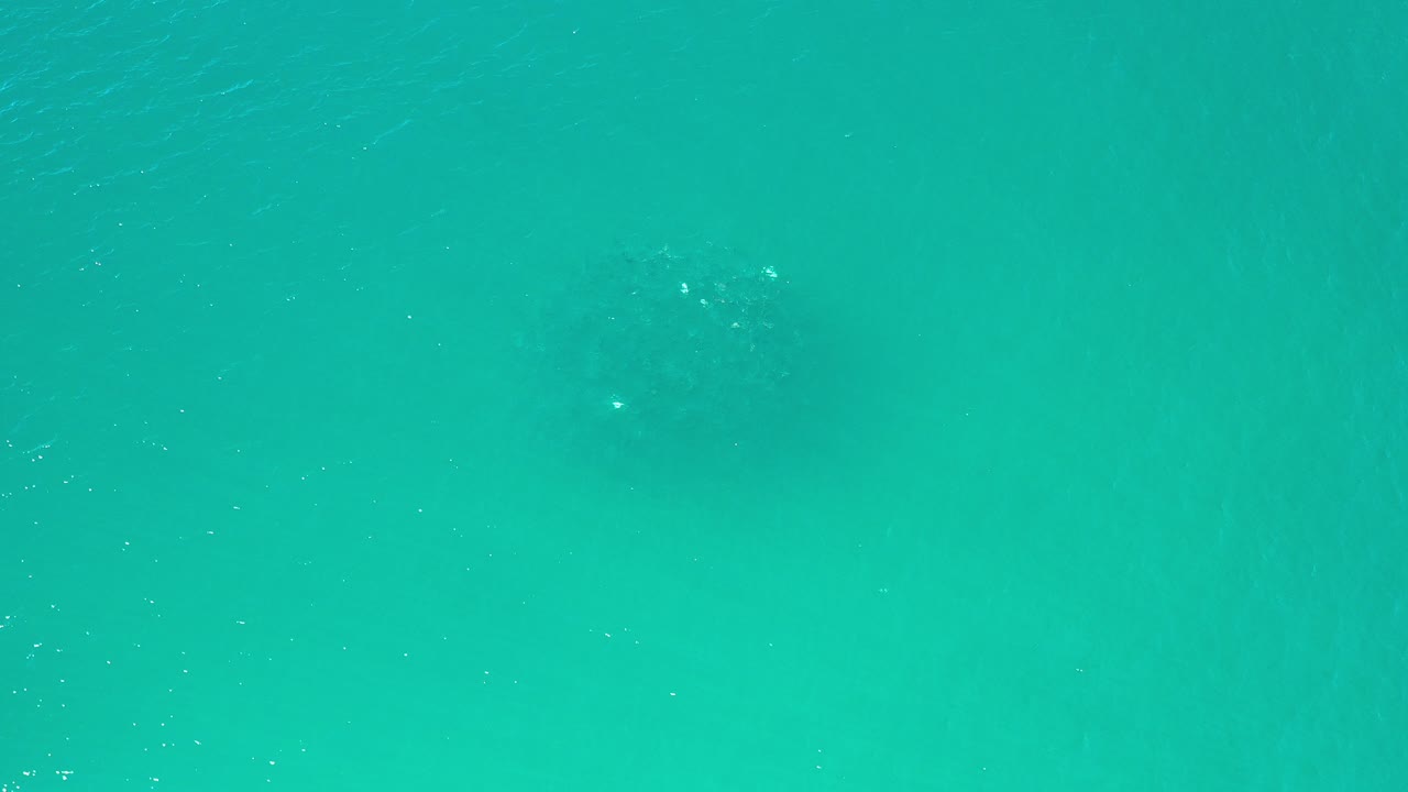 Overhead view of blue-green ocean in Los Cabos with a dark school of fish just beneath the surface and no visible people.