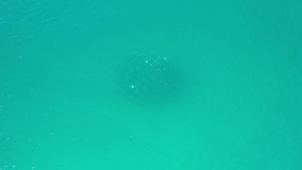 A dark cluster of fish sits below the bright turquoise ocean surface in Los Cabos, with no shoreline, boats, or visible people.