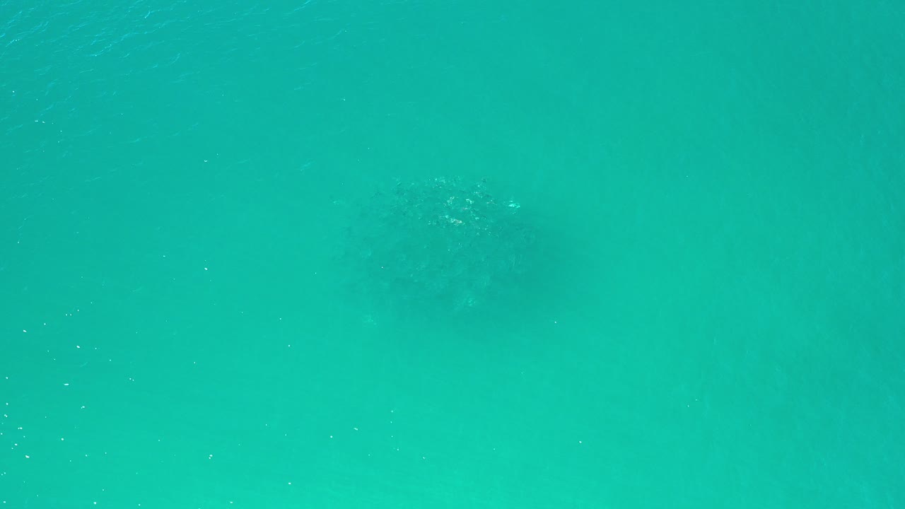 Overhead view of turquoise-green ocean water in Los Cabos, Mexico, with a dark fish cluster under the surface near the upper center and no visible people.