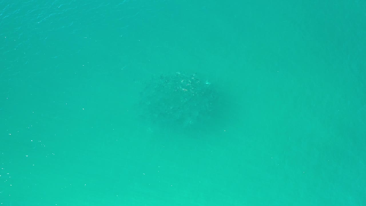 Overhead Los Cabos ocean frame with green water, a soft dark fish cluster left of center, faint sandy bottom, and no visible people.