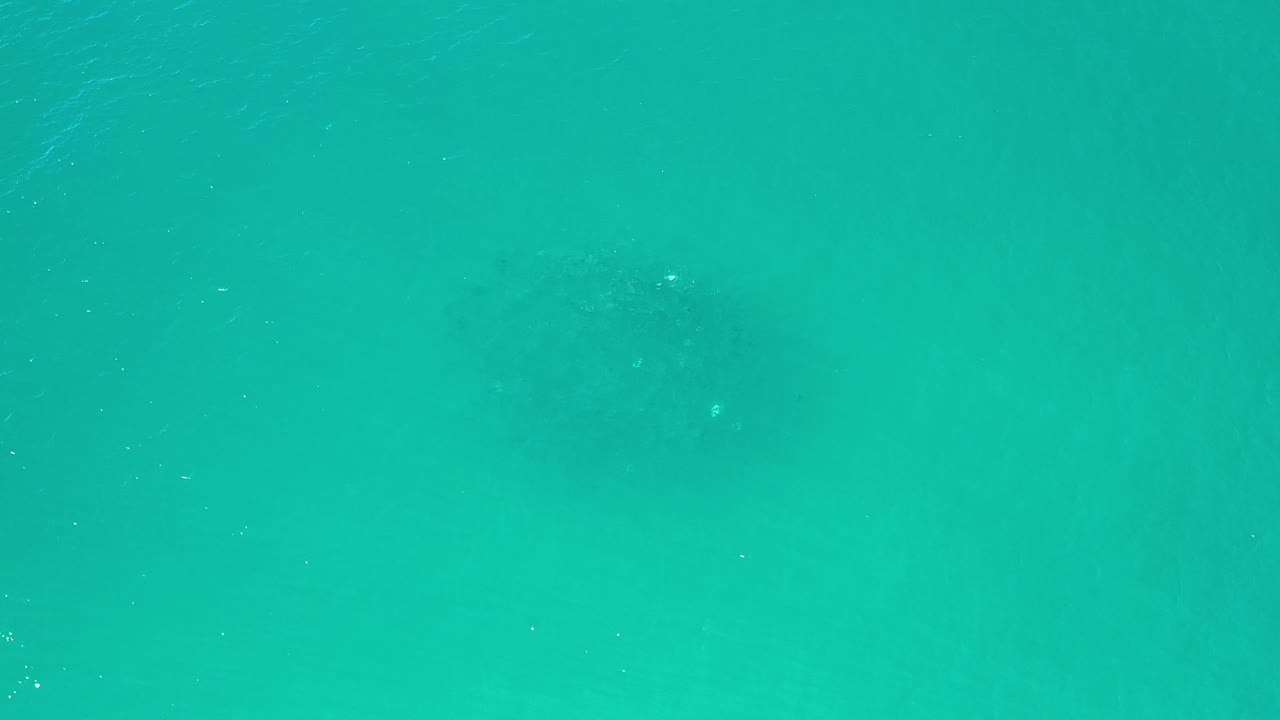 At 0:01, a darker cluster of fish sits under blue-green Los Cabos water, with tiny bright flecks on the surface and no visible people.