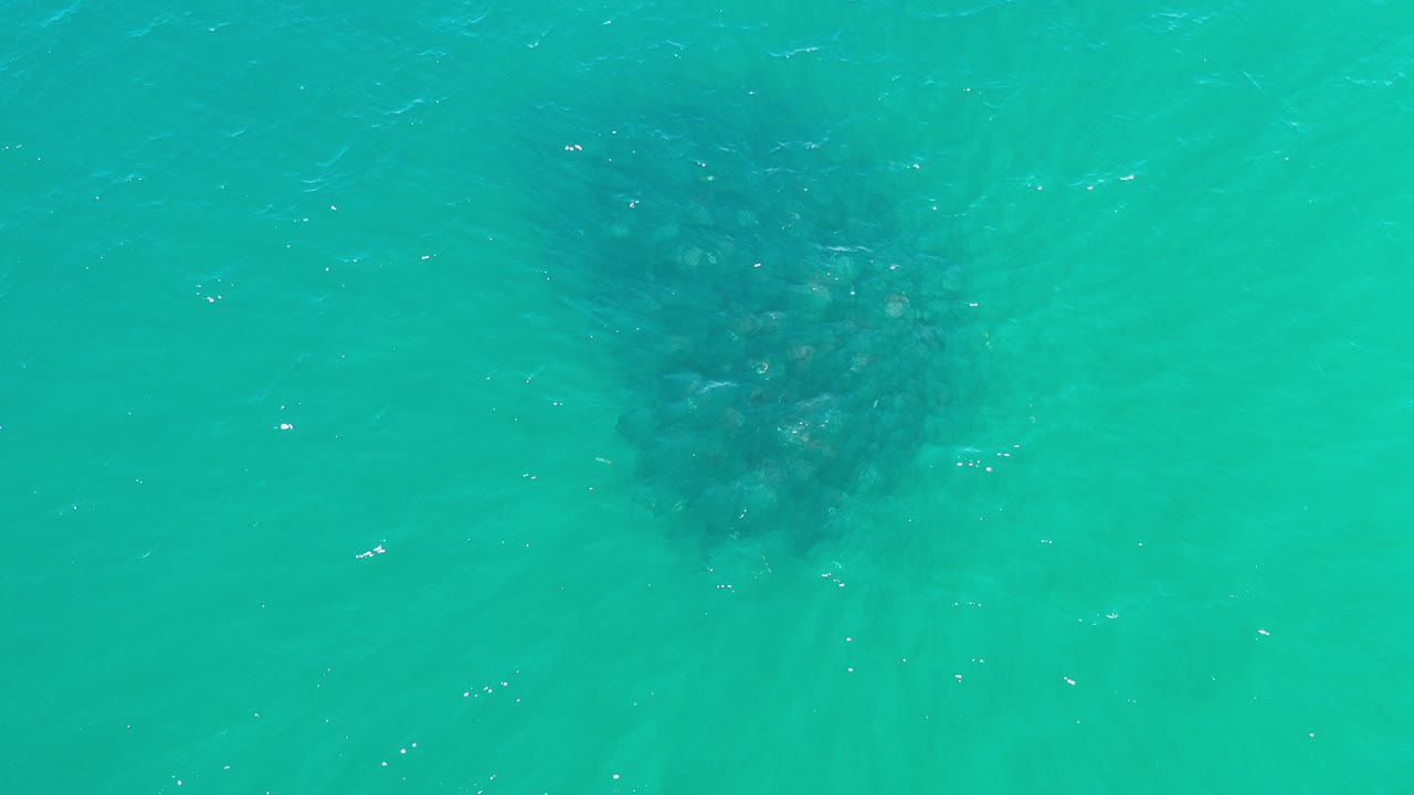 Top-down view over green-turquoise water in Los Cabos, Mexico, with a dark whale form faintly visible beneath the surface and no visible people.