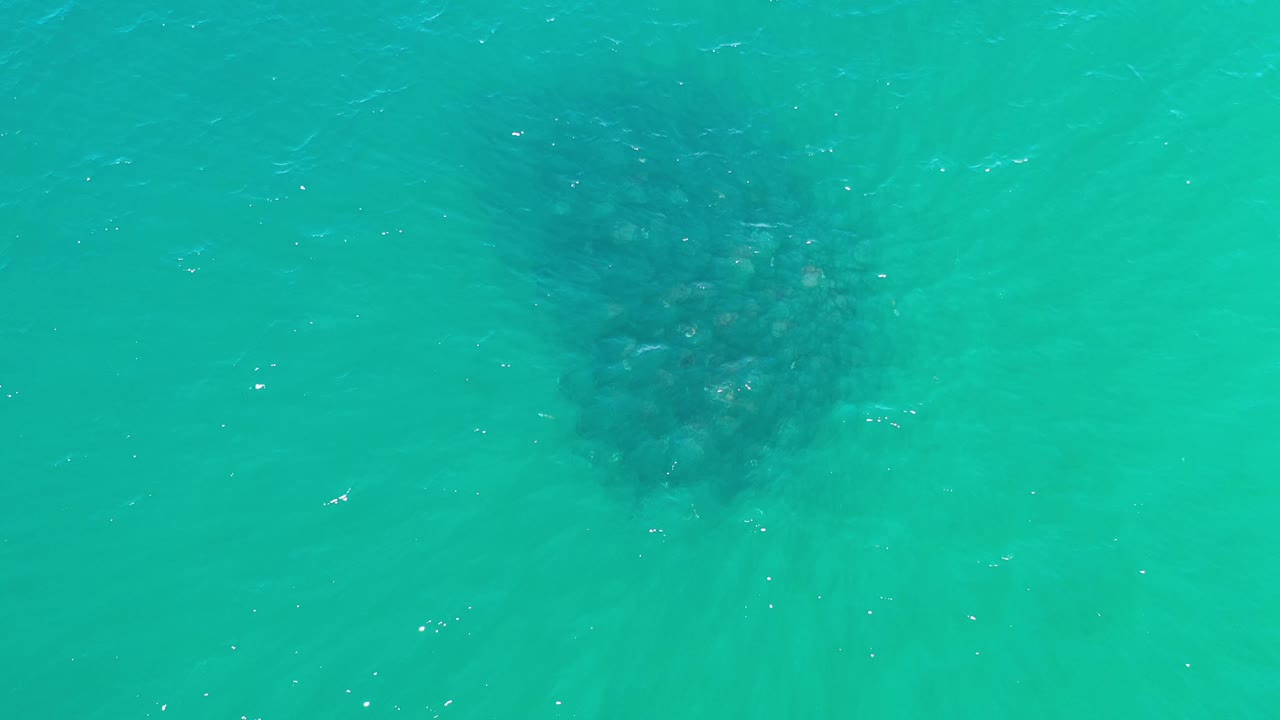 Aerial frame over green-blue sea in Los Cabos, Mexico, with the whale shape slightly darker and more centered under the rippled surface, no visible people.
