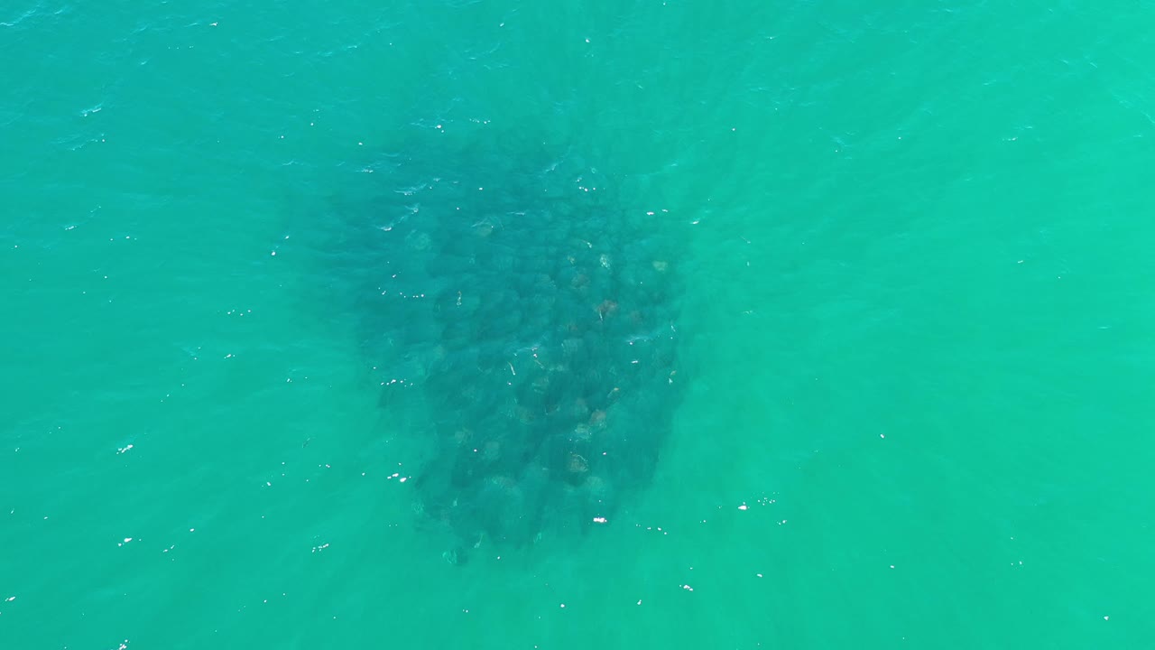 A dense fish school sits near the center of rippled green-blue water in Los Cabos, Mexico, with the surface partly obscuring individual fish and no visible people.
