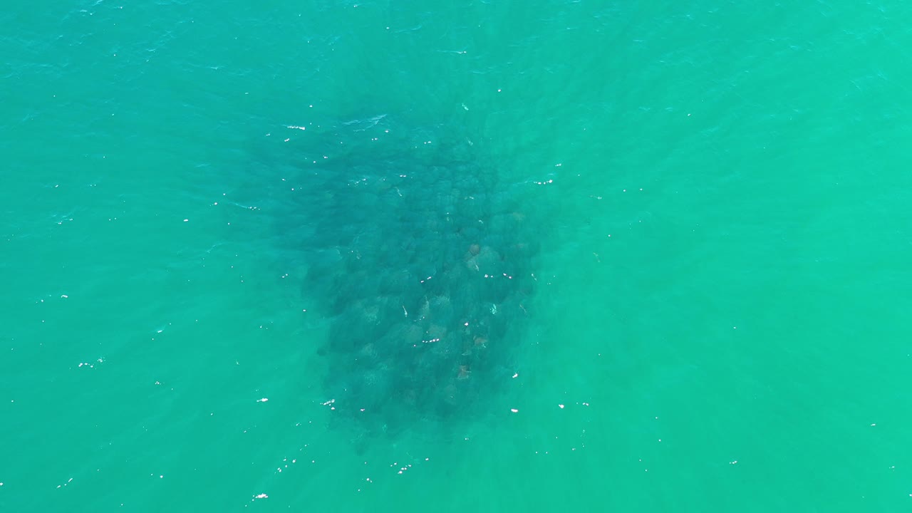 School of fish visible through bright aquamarine water