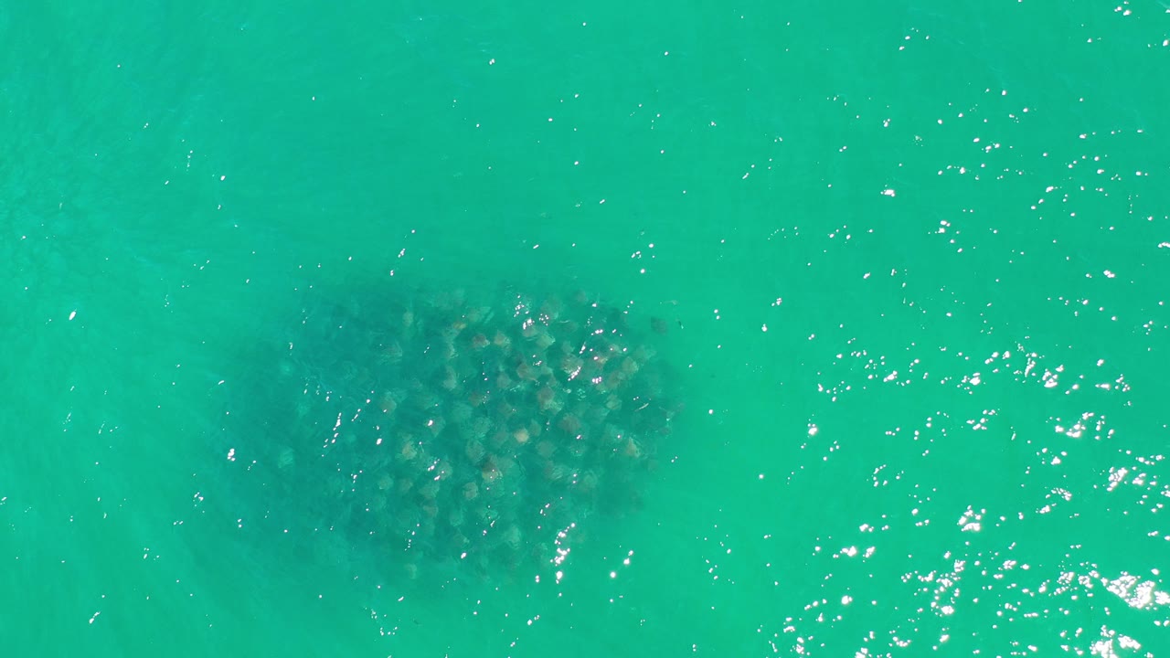 Overhead view in Los Cabos, Mexico, of a dark rounded fish mass beneath turquoise-green water with scattered sun glints and no visible people.