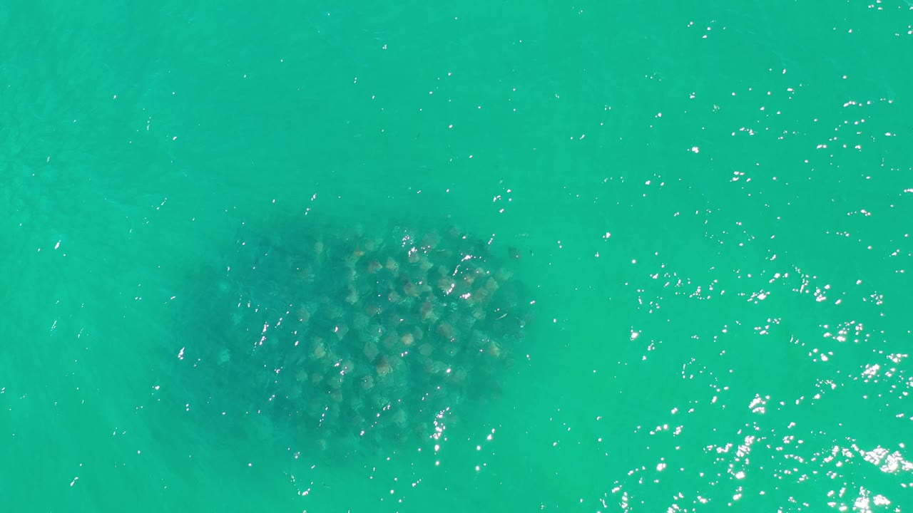 Overhead frame from Los Cabos, Mexico, with the fish cluster slightly softened by surface glare across bright green water and no visible people.
