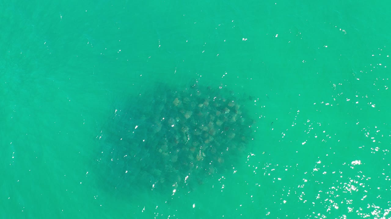 Overhead view of green water in Los Cabos, Mexico, with a dark whale form near the upper left and no visible people.