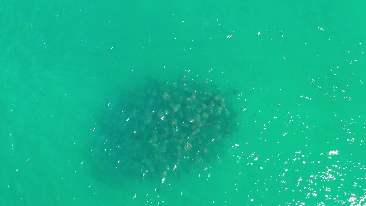 Aerial frame of the whale beneath green Los Cabos water, with more open water around it and no visible people.