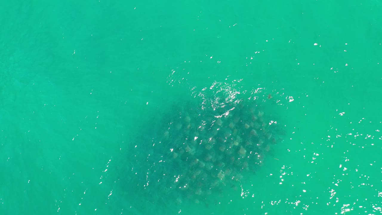 Top-down Los Cabos water frame with the dark underwater form closer to center, small white highlights on the surface, and no visible people.