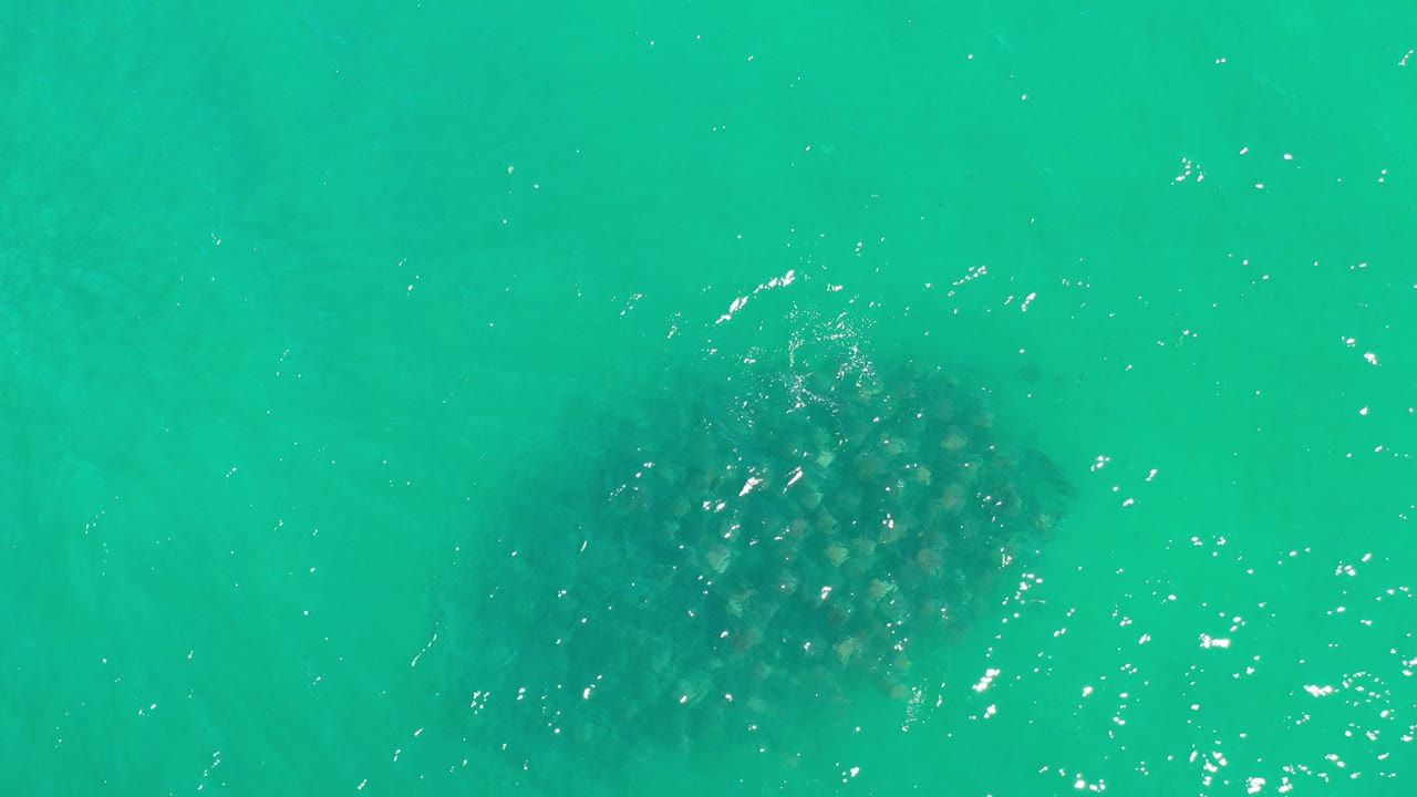 Mottled dark object under bright turquoise water.