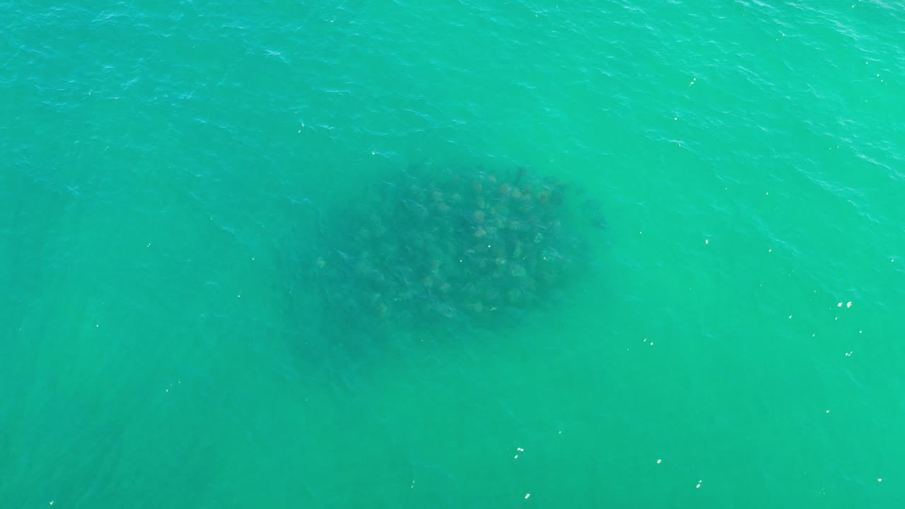 Dark clustered object beneath bright turquoise ocean water.