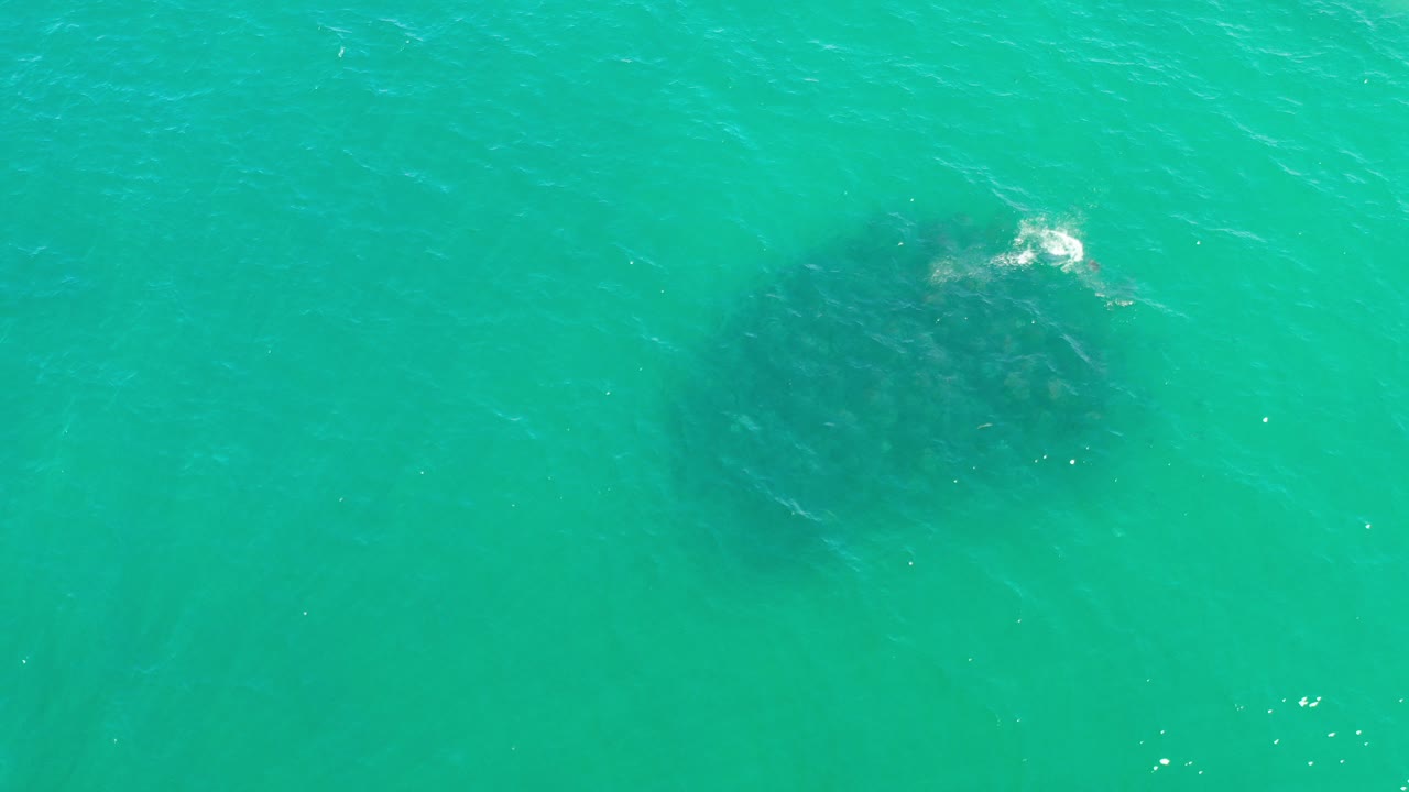Top-down green seawater with a dark seaweed patch below the surface.