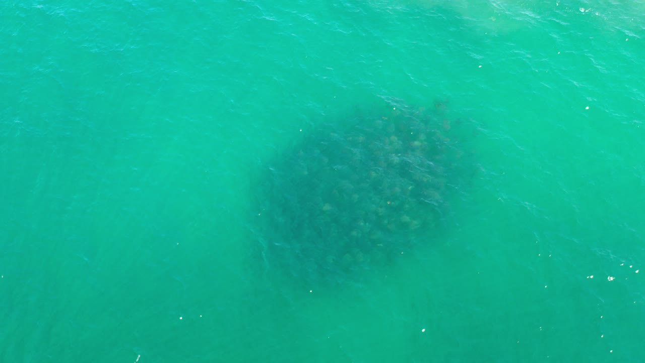 Green water with a dark fish cluster below the surface.