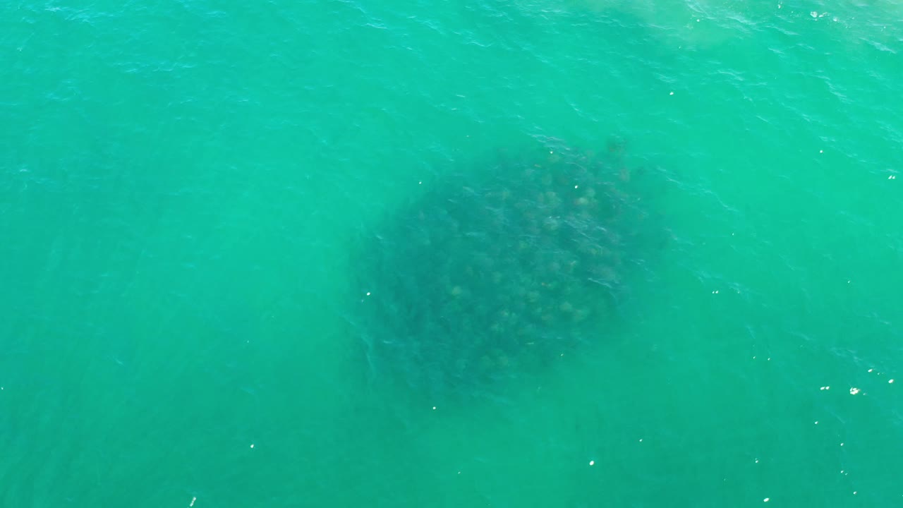 A darker rounded school of fish sits beneath the center of the green water in Los Cabos, Mexico, with light ripples crossing the surface and no visible people.