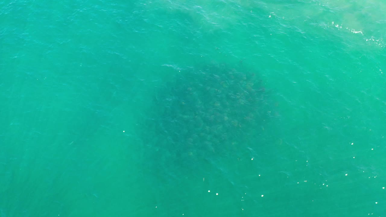 Aqua water fills the frame in Los Cabos, Mexico, with the fish bank sitting as a broad dark shape beneath small surface ripples and no visible people.