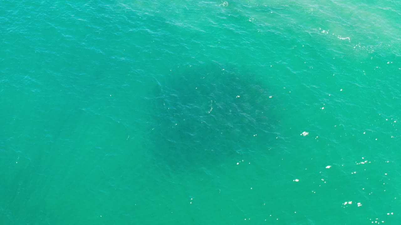 Turquoise ocean surface with a dark marine animal cluster below.