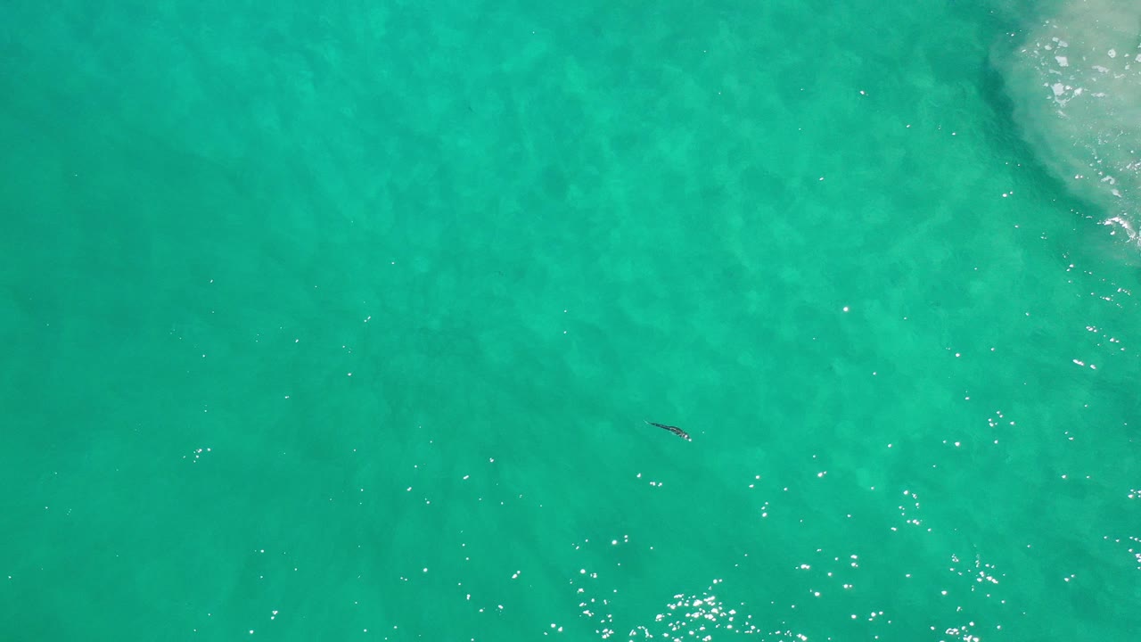 Turquoise ocean water with a small dark fish below the surface.