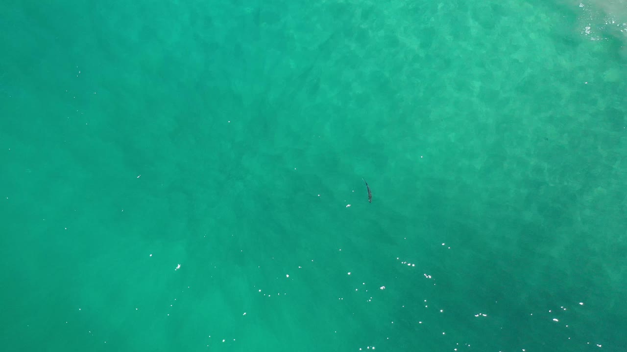 Clear green-blue water fills the Los Cabos frame, with one slim dark fish closer to center and small bright reflections scattered across the surface, no visible people.