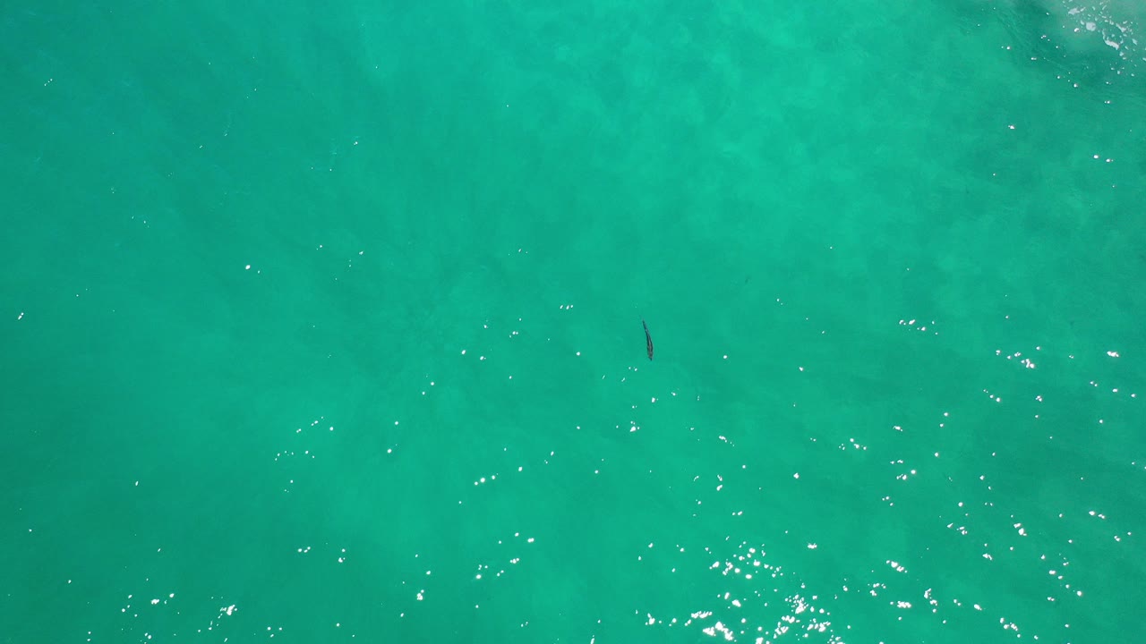 Overhead green seawater with a tiny dark fish and scattered sun glints.