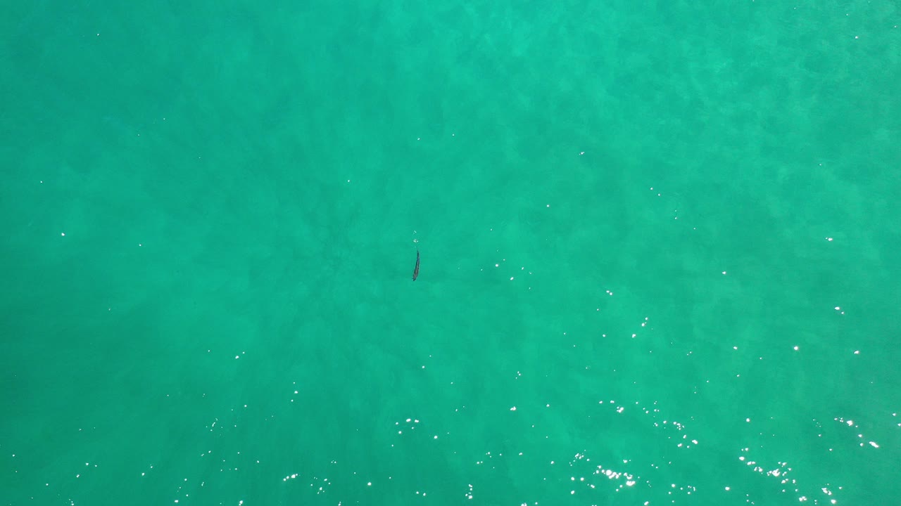 Overhead view of blue-green ocean water in Los Cabos, Mexico, with a lone dark fish near the upper-left area and no visible people.