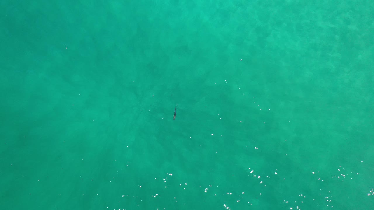 Open turquoise sea with one small fish near the upper right.