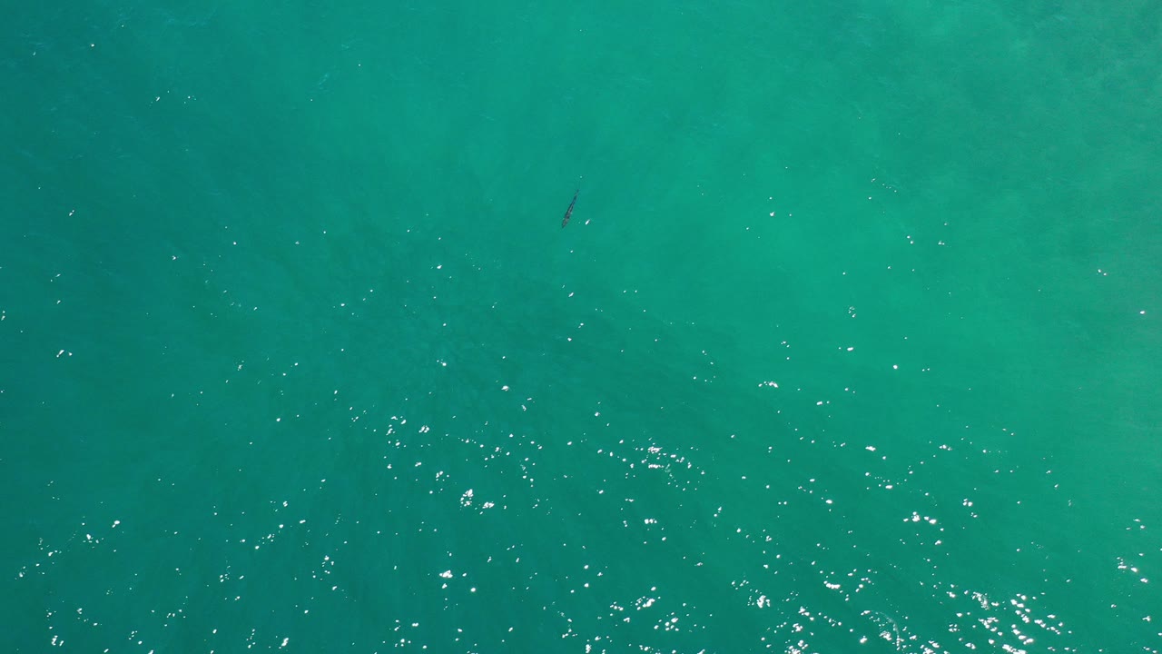Turquoise ocean surface with a small dark fish near the upper left.